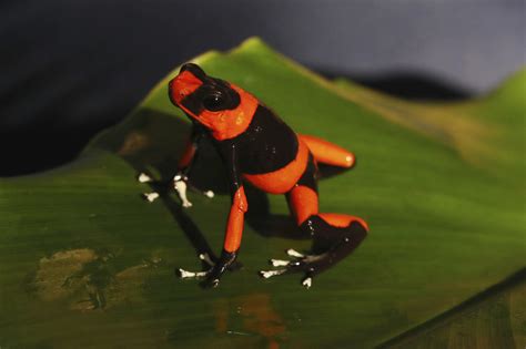 The Illustrious Frog - A Colombian Folktale Exploring Ambition, Transformation, and Humility!